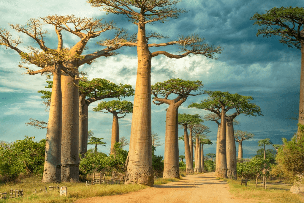 Tourist Attractions in Madagascar