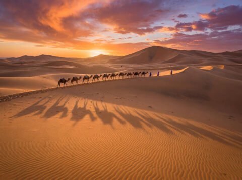 Camel caravan crossing Sahara dunes at sunset near Merzouga, Morocco