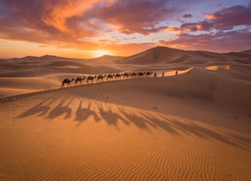 Camel caravan crossing Sahara dunes at sunset near Merzouga, Morocco