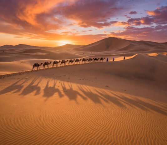 Camel caravan crossing Sahara dunes at sunset near Merzouga, Morocco